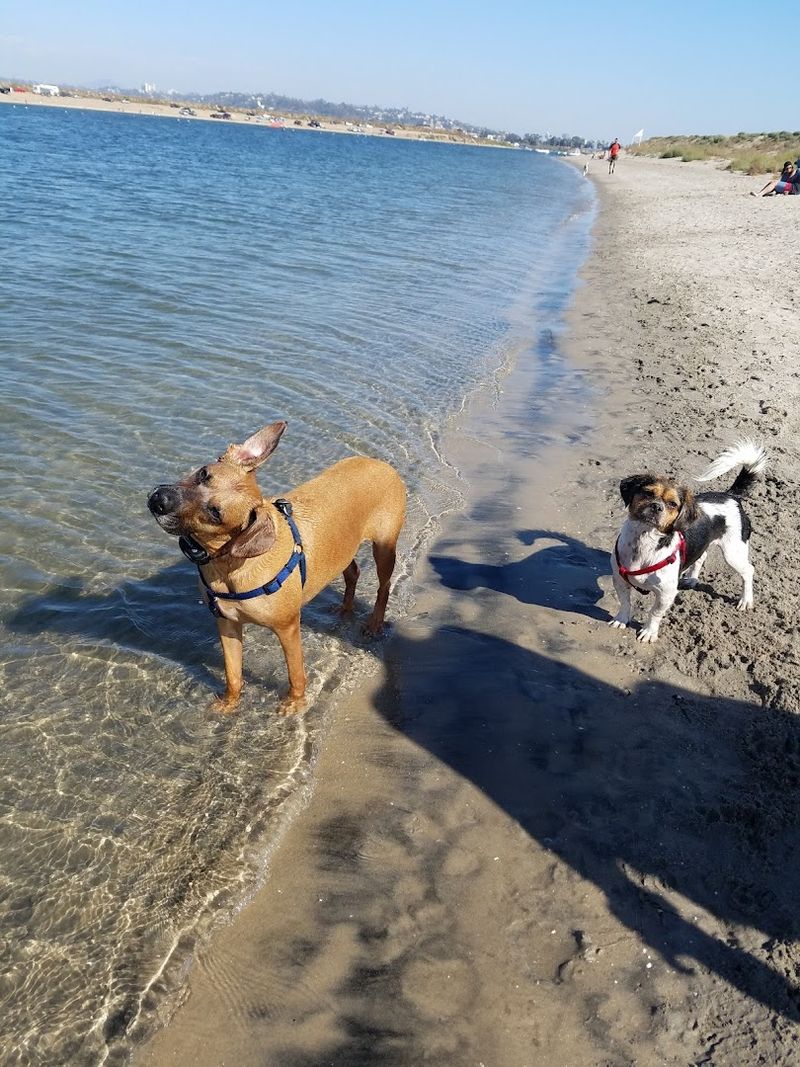 Fiesta Island Off-Leash Dog Park – San Diego