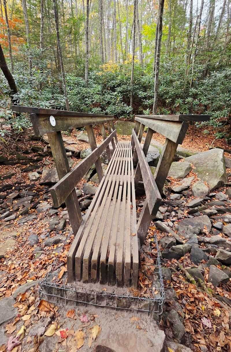 The Forest Walk: Hardwoods, Hemlocks, and Rhododendrons