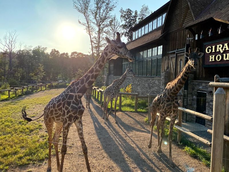 Turtle Back Zoo: New Jersey's Record-Breaking Animal Kingdom