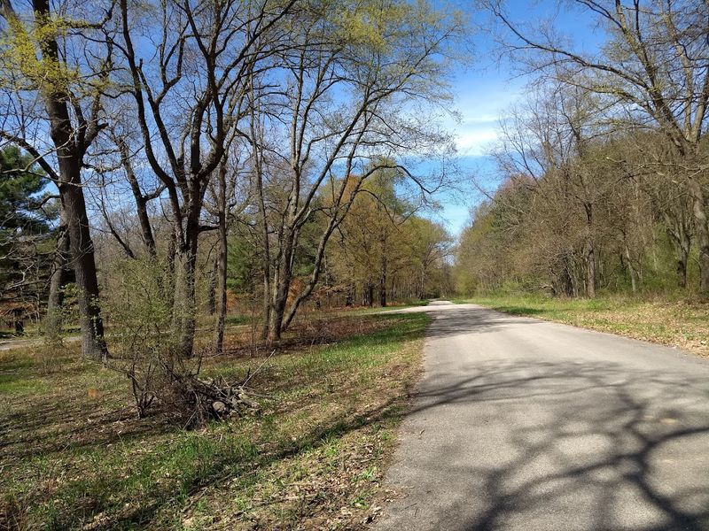 Over 36 Woodland Warbler Species Recorded During Migration