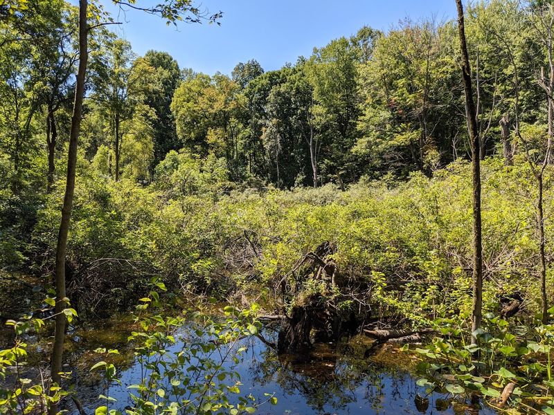 Peaceful Ponds That Draw Wildlife Year Round