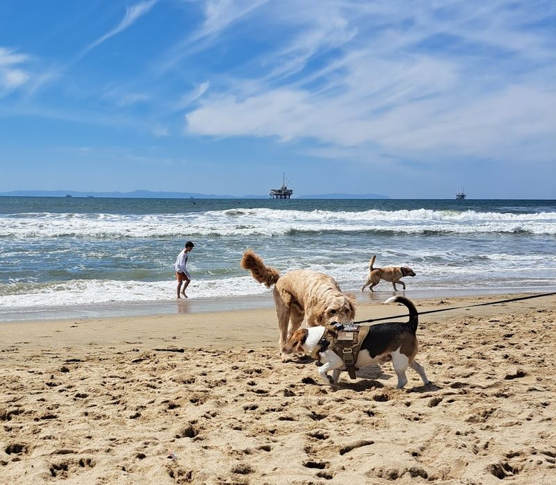 Huntington Dog Beach – Huntington Beach