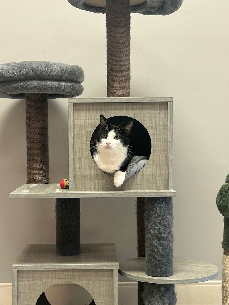 One Last Purr Before Returning To The Sunshine State