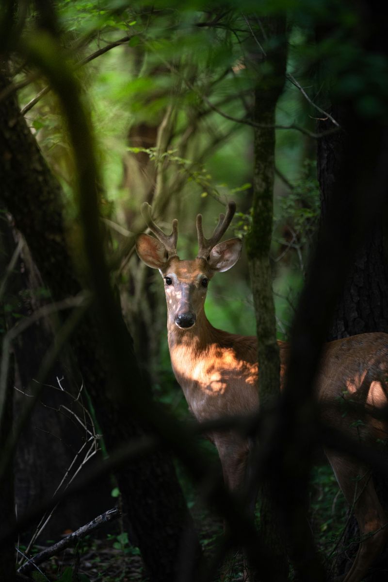 Wildlife Watching Around Every Bend