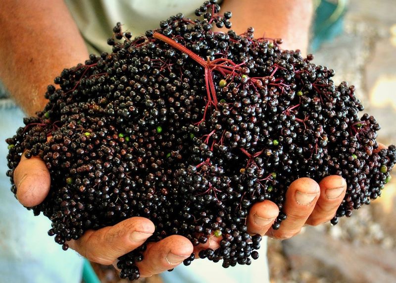 Frozen Elderberries Straight From the Source