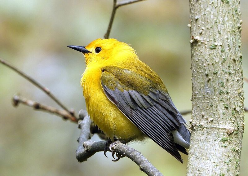 Prothonotary Warblers and Other Rare Species Nest in the Wetland Margins