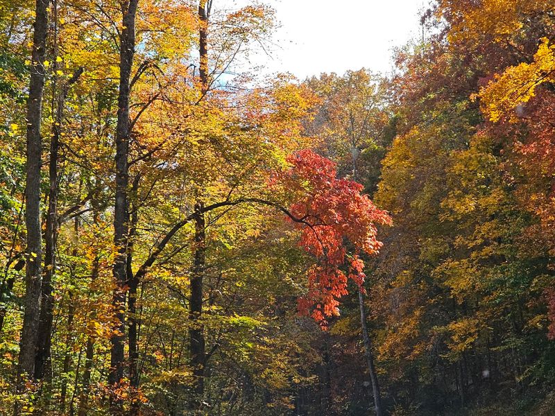 Nearly 2,700 Acres of Undisturbed Forest to Explore