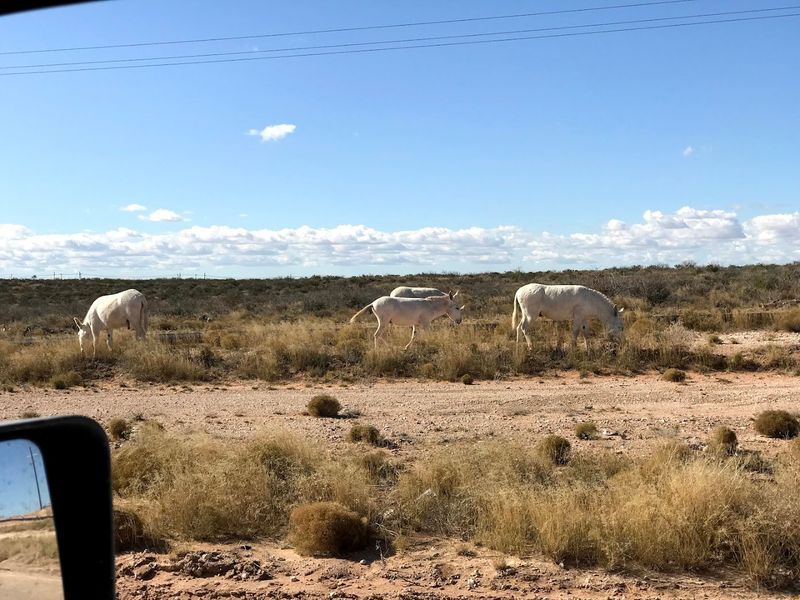 Wildlife and Nature: What the Canyon Ecosystem Offers