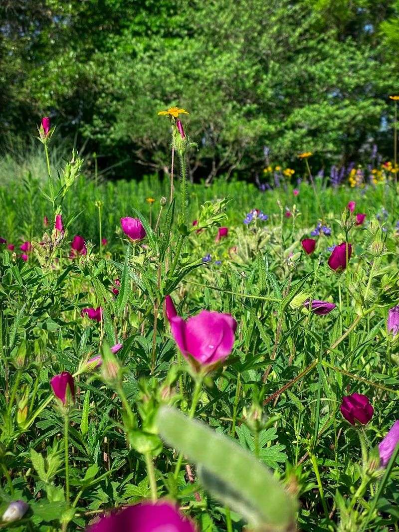 Lady Bird Johnson Wildflower Center, Austin