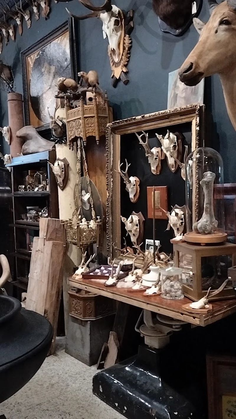 Bones, Skulls, and Natural History in Every Corner