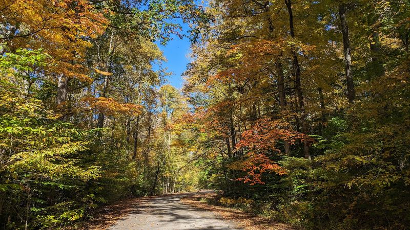 Dogs Are Welcome on the Trail