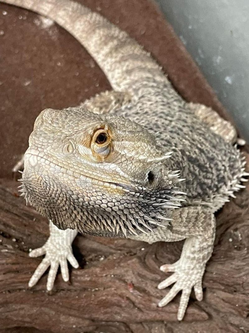 Tortoises, Lizards, and the Reptile Crowd