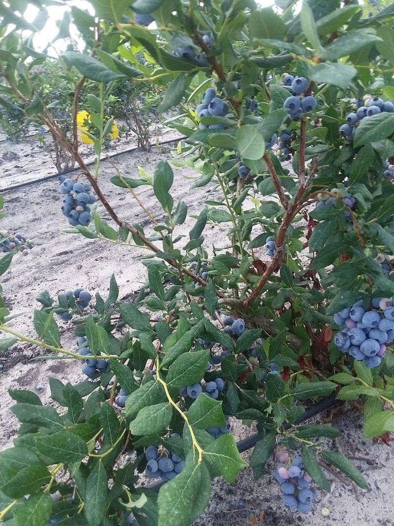 The Blueberry Capital Title and What It Actually Means