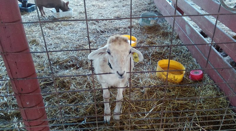 Planning Your Visit to Heifer Ranch in Perryville