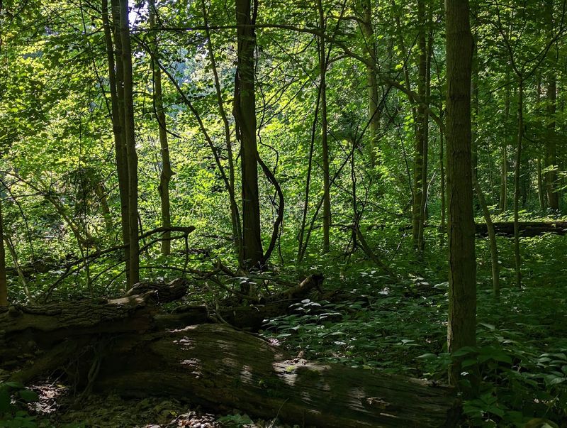 Canopy Coverage and Forest Shade