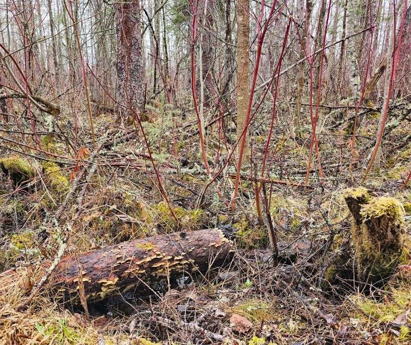 The Sounds and Smells of the Bog
