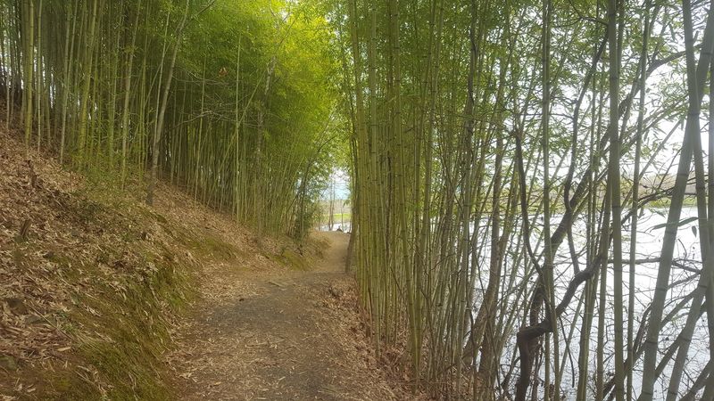 Exploring the Trails and Open Land