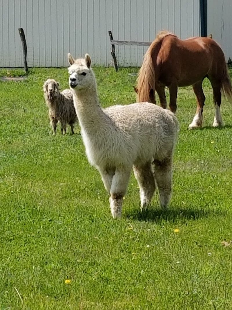 Spring Lambing Tours and Baby Animal Magic