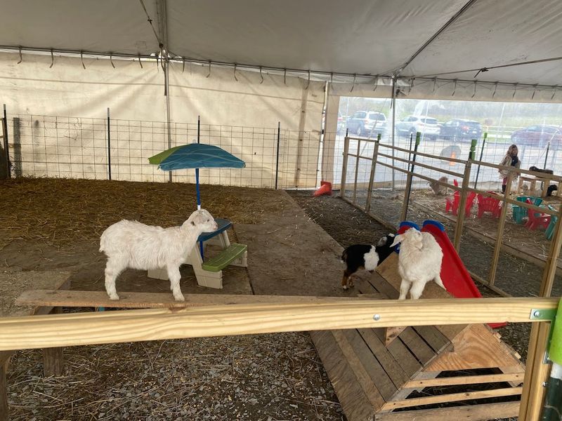 An Interactive Playground Full Of Goats
