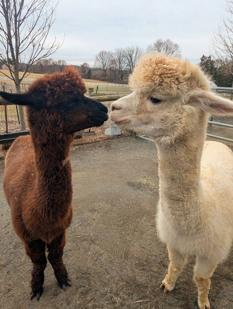 Yoga with Alpacas