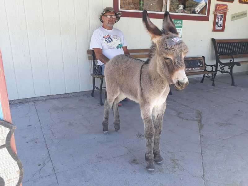 When Donkeys Walk Into Shops and Become Local Legends