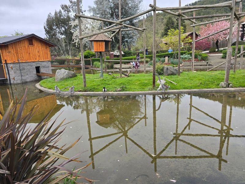 The Walk-Through Village and Petting Area