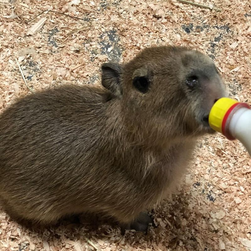 Capybaras: The World's Friendliest Giant Rodents