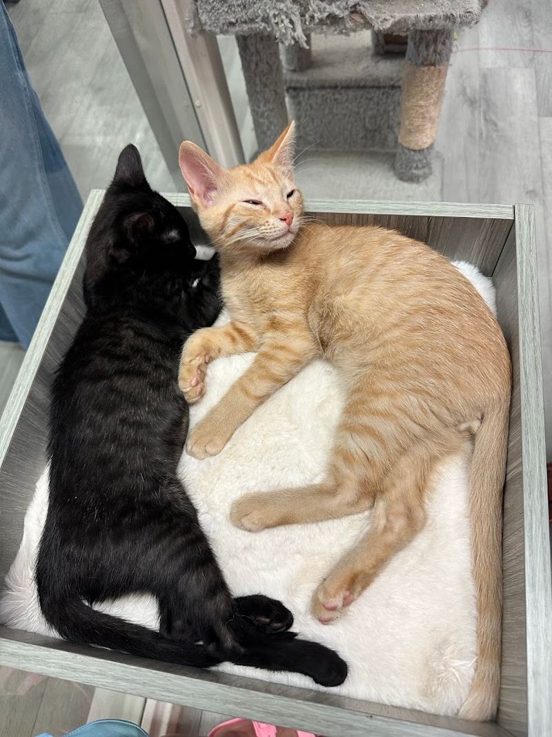 A Separate Kitten Room For The Smallest Felines