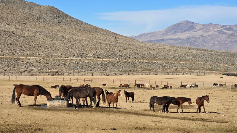 How to Watch Wild Mustangs Safely and Respectfully