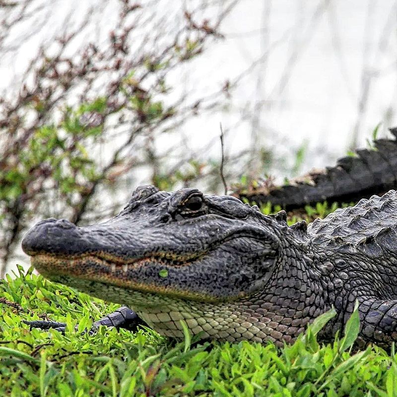 Wildlife You Will Actually See: Alligators, Herons, and More