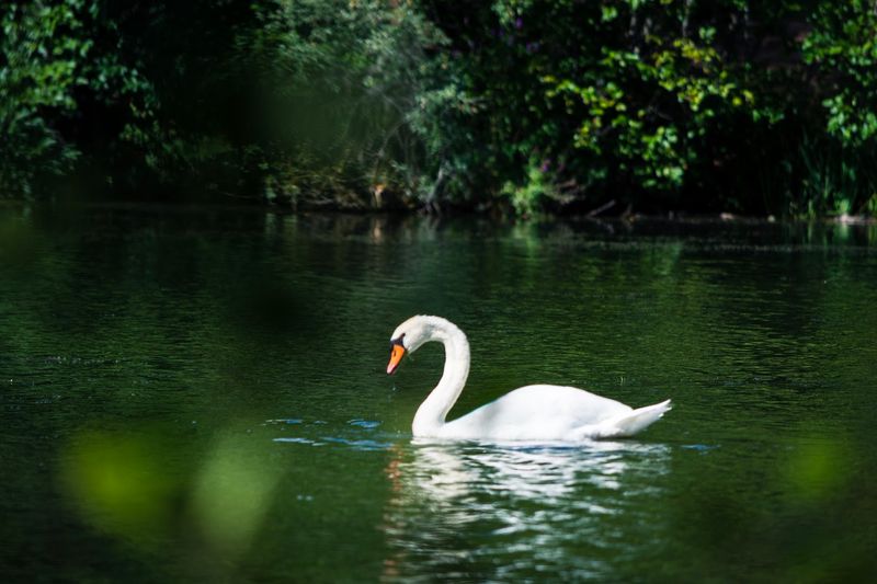 Birdwatching Along The Shoreline With Swans, Ducks, And Cormorants