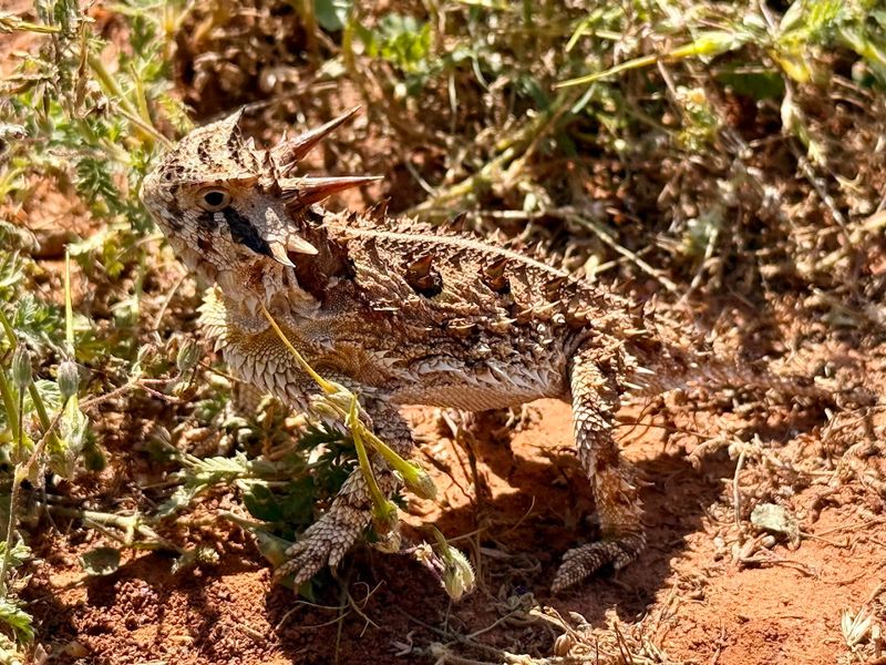 Wildlife Beyond the Longhorns Worth Watching For