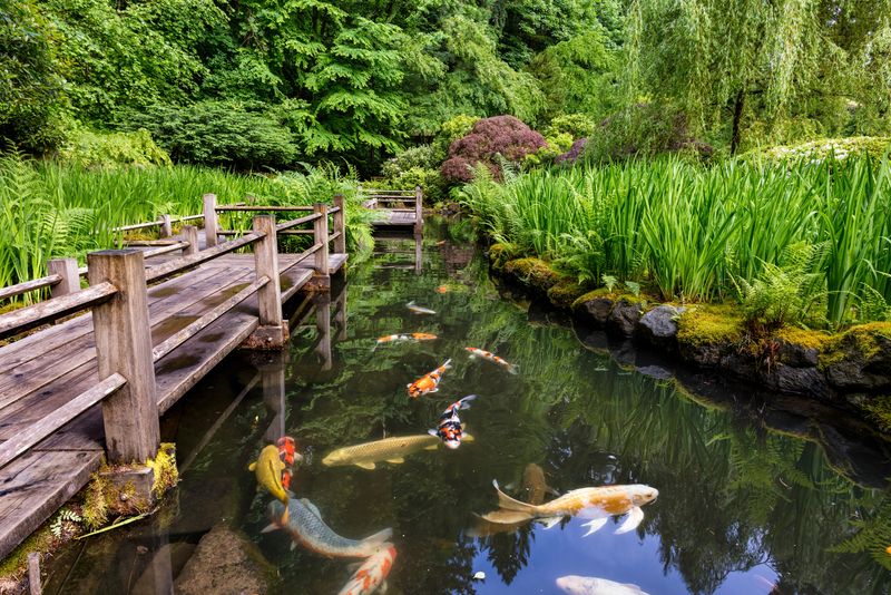 The Koi Ponds That Stop Everyone in Their Tracks