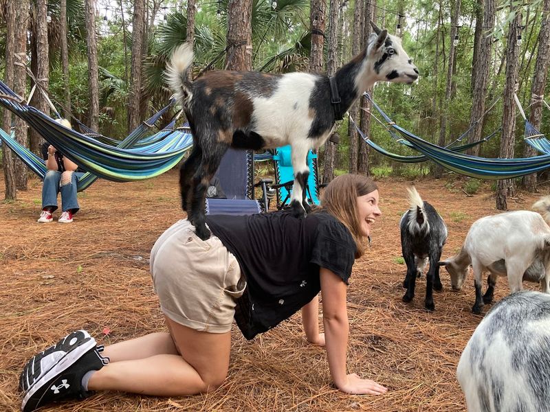 Goat Yoga Like You Have Never Experienced It