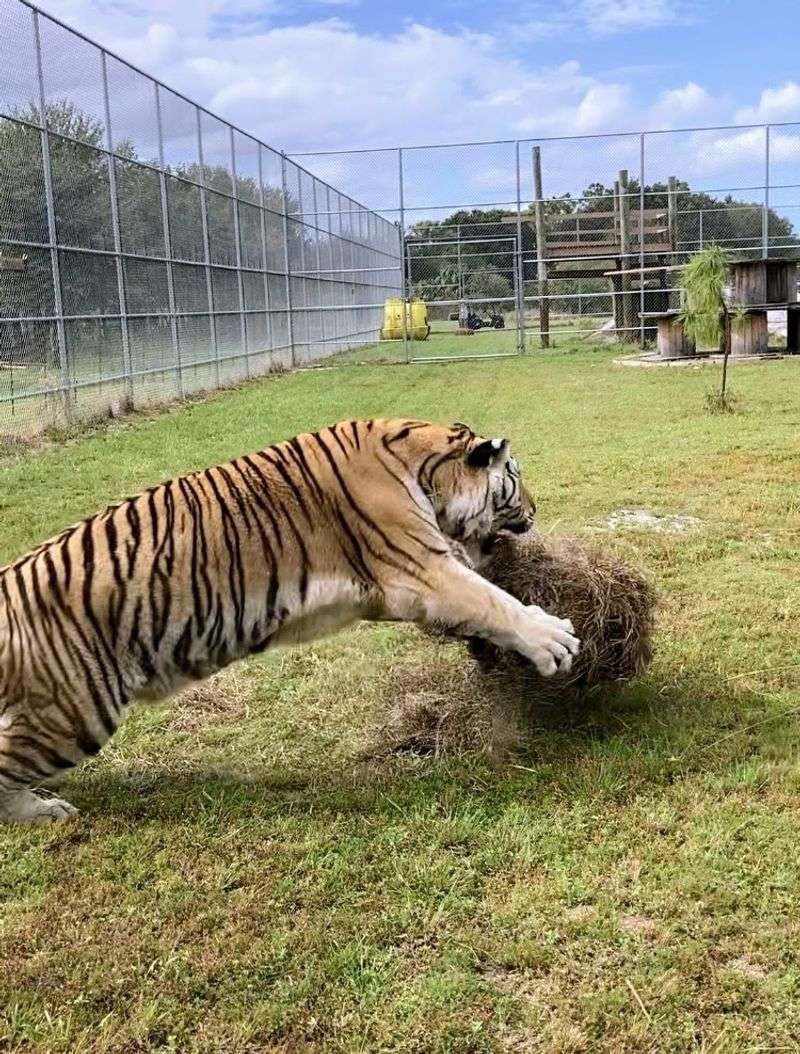 A Sanctuary Born From Pure Compassion