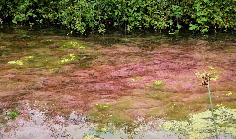 What Red Tide Actually Is and Why It Hits Mexico Beach Hard
