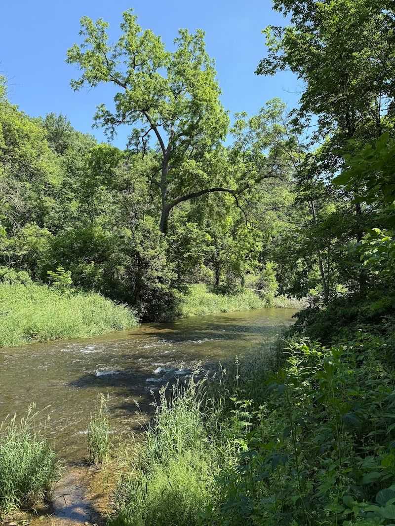 Camping Under Some of Minnesota's Oldest Elm Trees