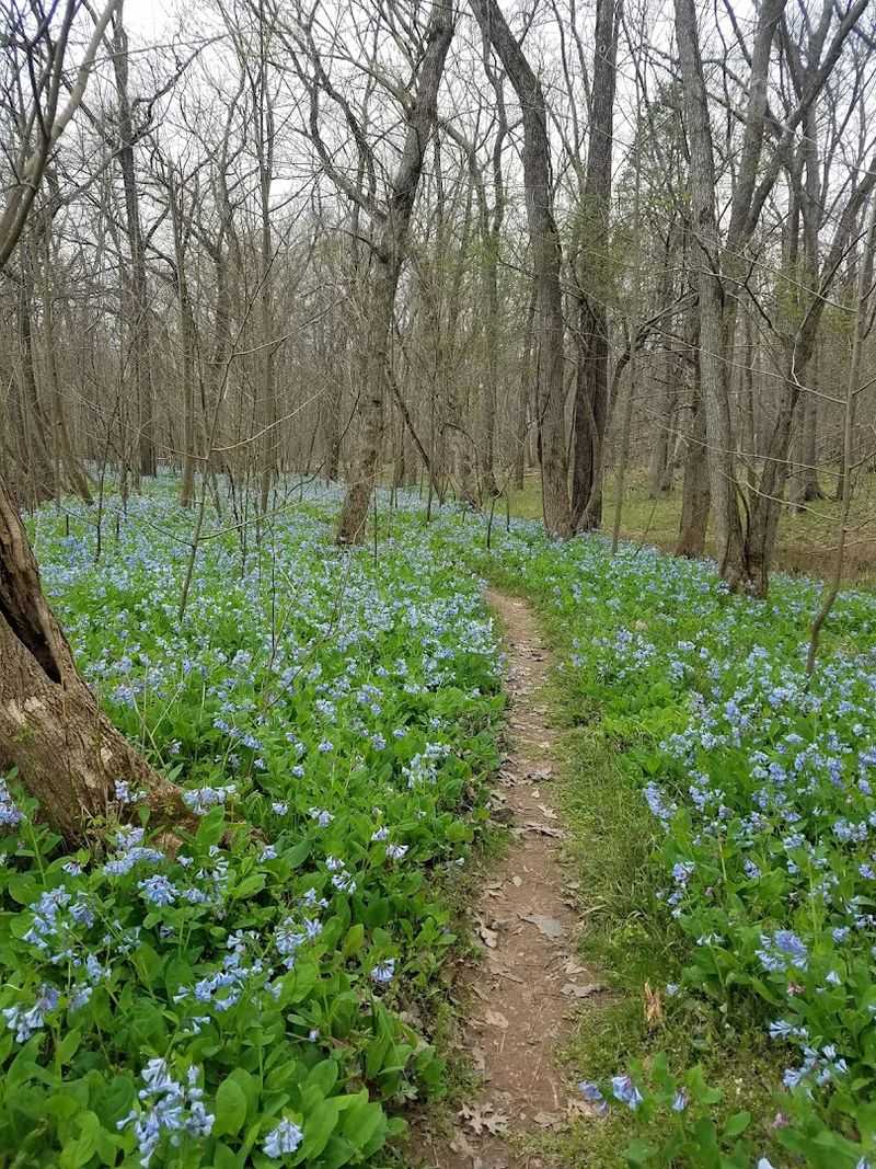 The Virginia Bluebell Phenomenon That Stops People Mid-Trail