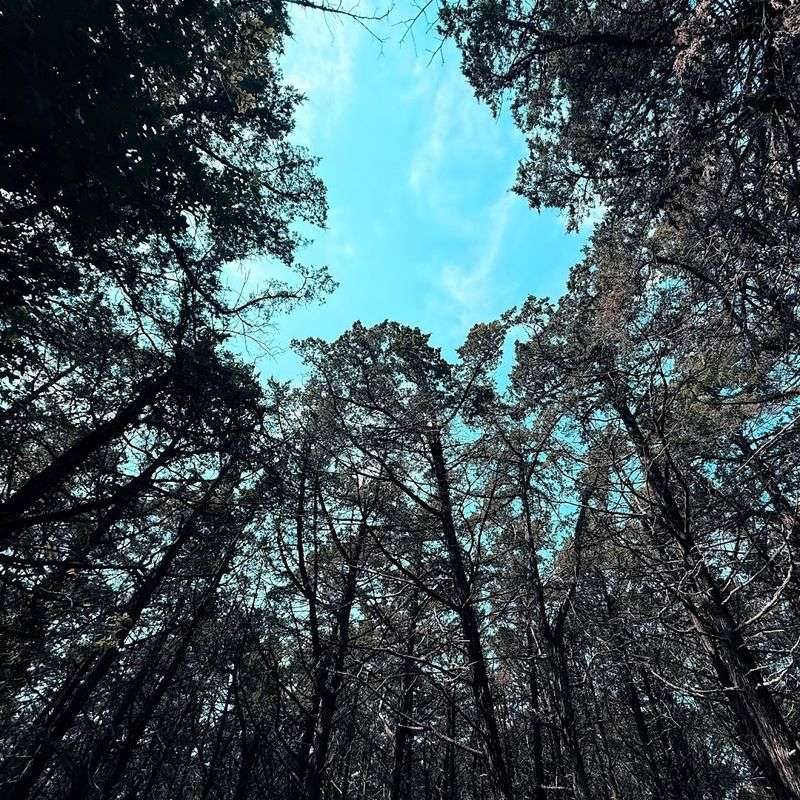 The Parallel Forest, Lawton