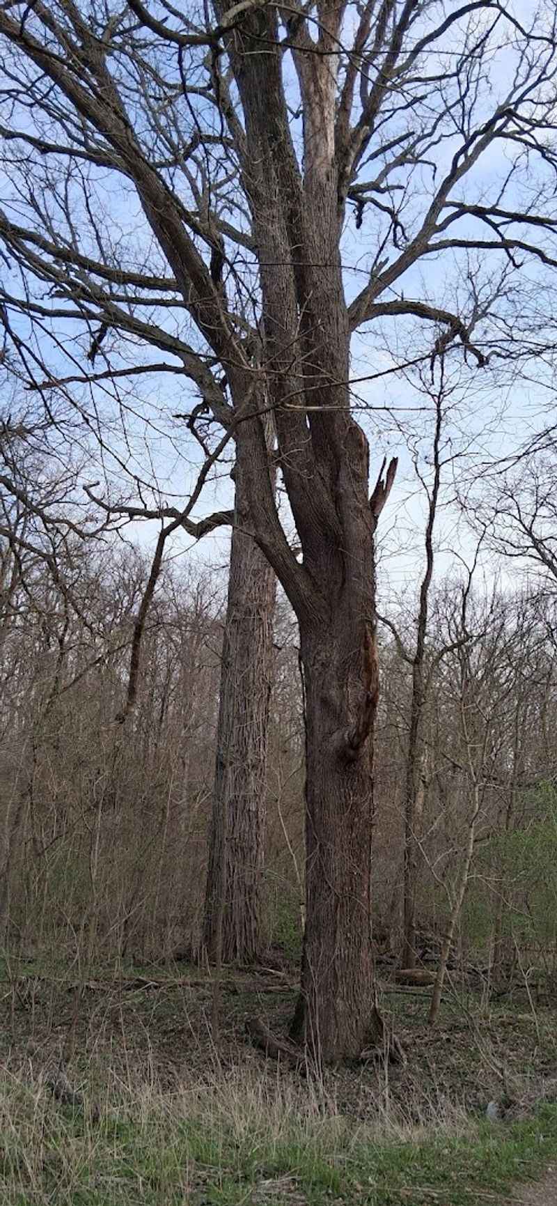 Tree Identification Markers That Turn the Walk Into a Lesson
