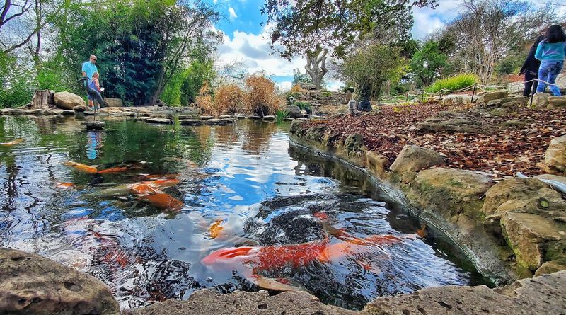 The Koi Pond and Japanese Garden Experience
