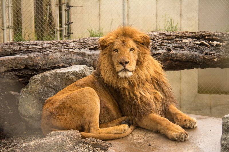 Big Cats That Will Leave You Speechless