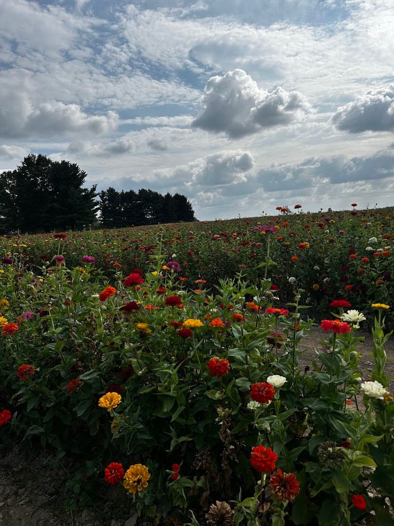 Pick-Your-Own Flowers Across a Field Full of Color