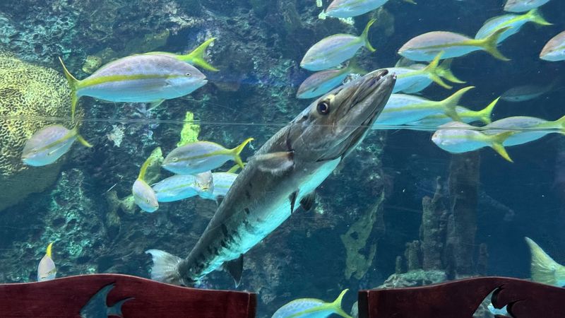 That Moment A Curious Fish Pauses To Say Hello