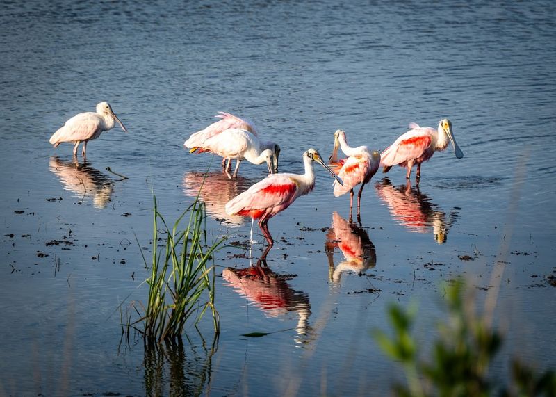 A World-Class Birding Destination on the Great Texas Coastal Birding Trail