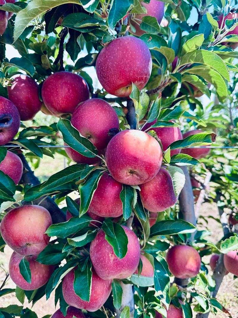 Why Apple Season Feels So Big Here