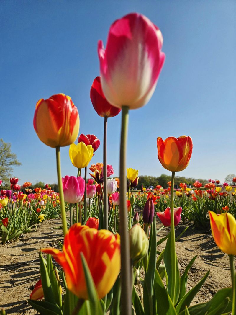 Tulip Season: A Floral Surprise 