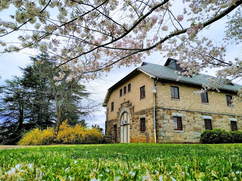 Spring Cherry Blossoms: Virginia's Most Breathtaking Pink Moment