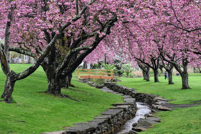 Why Spring at Hurd Park Deserves a Spot on Your Annual Calendar