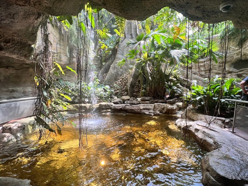 The Cockrell Butterfly Center: A Living Tropical Rainforest